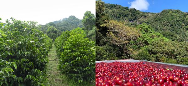 Altieri Specialty Coffee