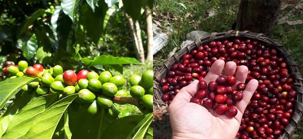 Finca La Valentina