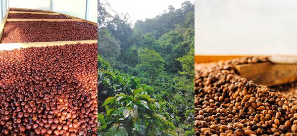 Corpachi Coffee Company