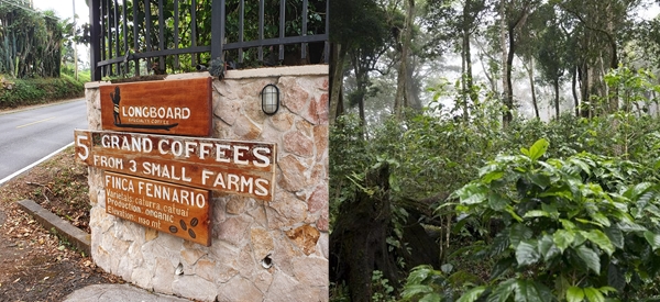 Longboard Specialty Coffee